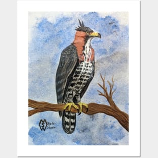Ornate hawk-eagle perched in the tree hunting for prey Posters and Art